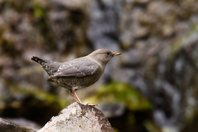 IMAGE: http://i13.photobucket.com/albums/a300/g2a/New%20Birds/edit.jpg