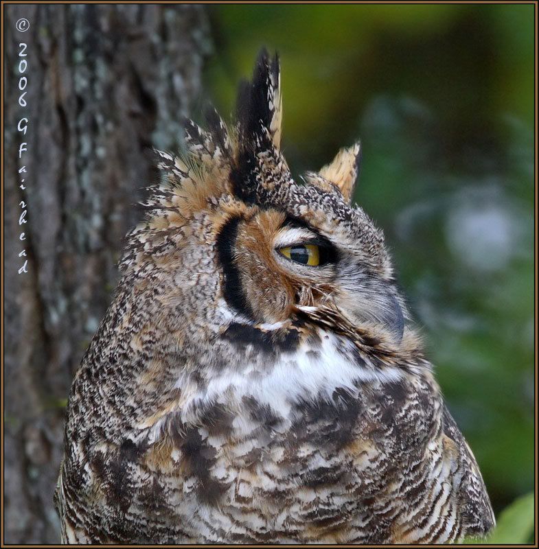 IMAGE: http://i13.photobucket.com/albums/a300/g2a/New%20Birds/head.jpg