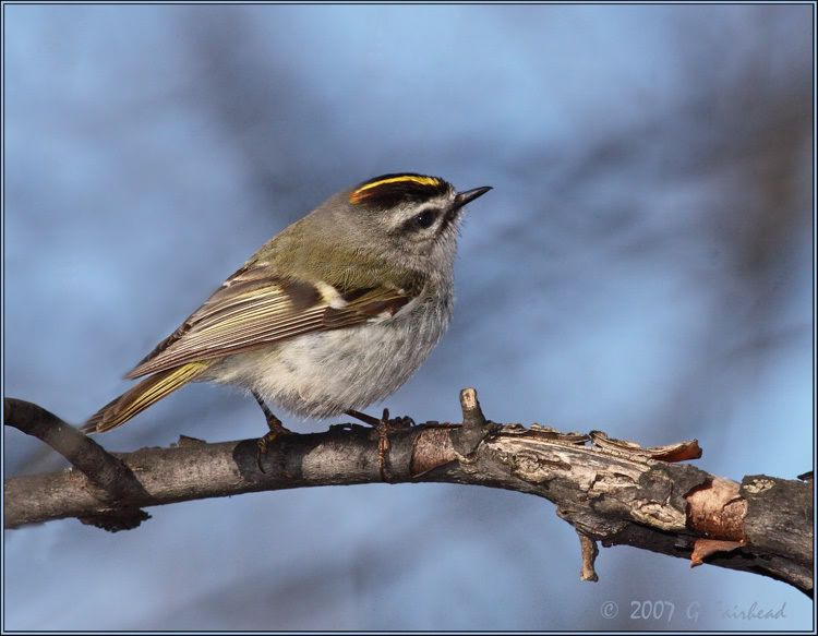 IMAGE: http://i13.photobucket.com/albums/a300/g2a/New%20Birds/kinglet2.jpg