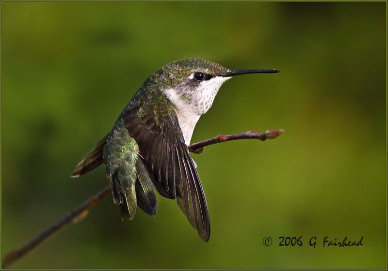 IMAGE: http://i13.photobucket.com/albums/a300/g2a/New%20Birds/lcontort2.jpg