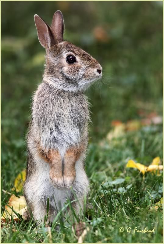 IMAGE: http://i13.photobucket.com/albums/a300/g2a/New%20Birds/rabbitears.jpg