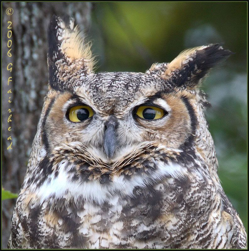 IMAGE: http://i13.photobucket.com/albums/a300/g2a/New%20Birds/sqare.jpg