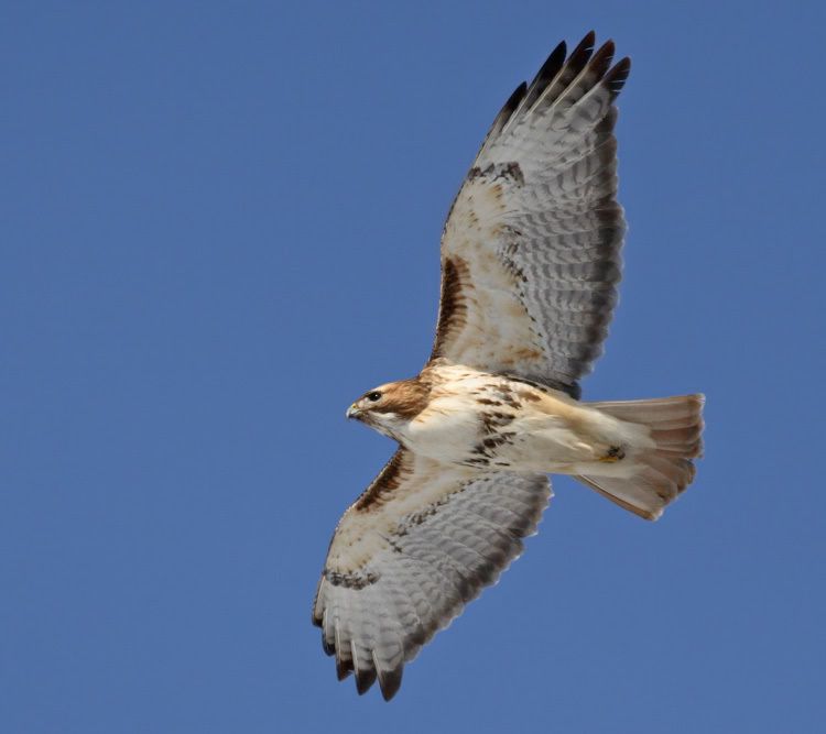 IMAGE: http://i13.photobucket.com/albums/a300/g2a/New%20Birds/square.jpg