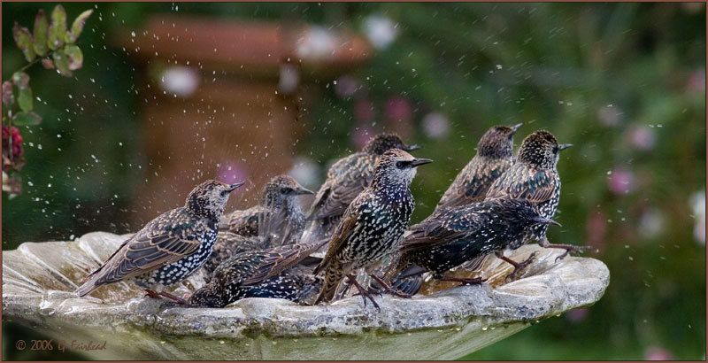 IMAGE: http://i13.photobucket.com/albums/a300/g2a/New%20Birds/starlings.jpg