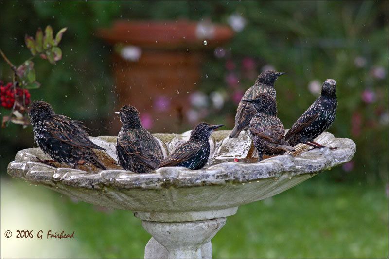 IMAGE: http://i13.photobucket.com/albums/a300/g2a/New%20Birds/stars.jpg