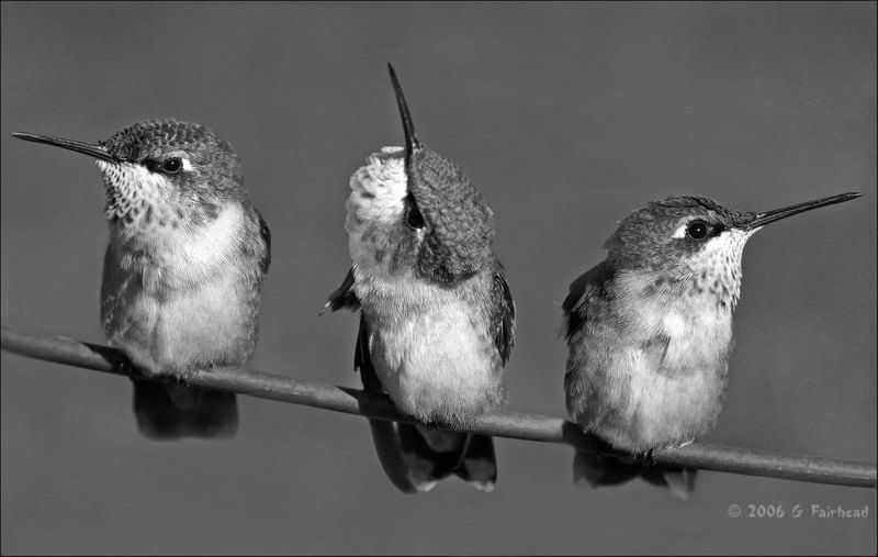 IMAGE: http://i13.photobucket.com/albums/a300/g2a/New%20Birds/threebw.jpg