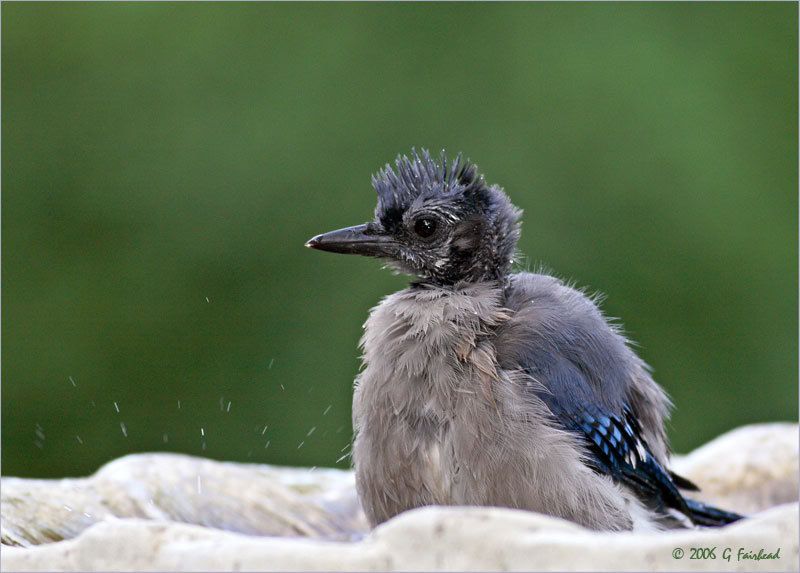 IMAGE: http://i13.photobucket.com/albums/a300/g2a/New%20Birds/waterdrop.jpg