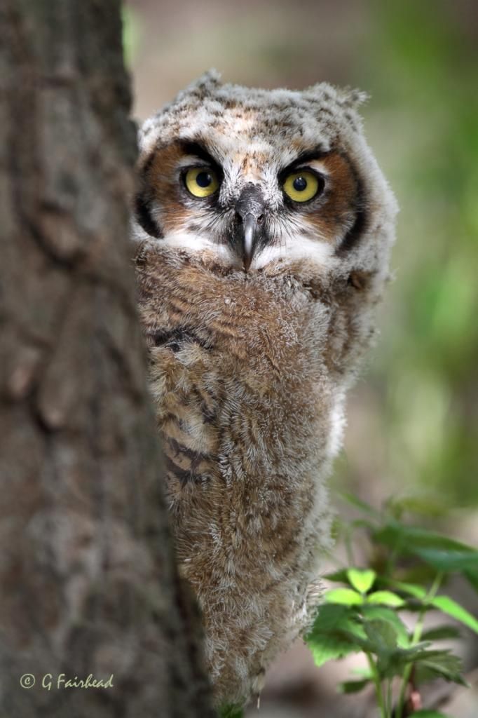 IMAGE: http://i13.photobucket.com/albums/a300/g2a/Peekingcopy_zpseb26fd3d.jpg