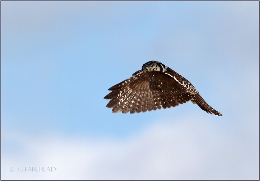 IMAGE: http://i13.photobucket.com/albums/a300/g2a/RBEyes-copy.jpg