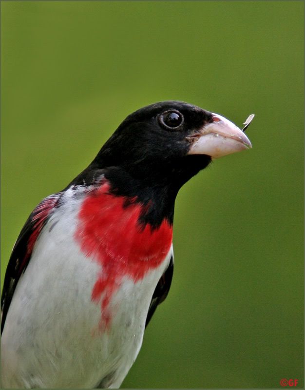 IMAGE: http://i13.photobucket.com/albums/a300/g2a/RBGB.jpg