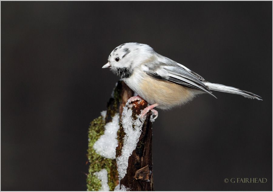 IMAGE: http://i13.photobucket.com/albums/a300/g2a/RBLeucistic-copy.jpg