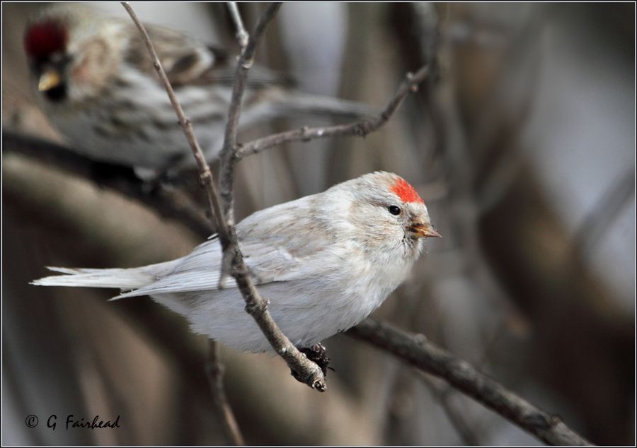 IMAGE: http://i13.photobucket.com/albums/a300/g2a/RBLucy4copy.jpg