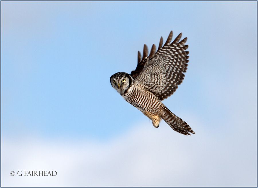 IMAGE: http://i13.photobucket.com/albums/a300/g2a/RBNHOcropcopy.jpg