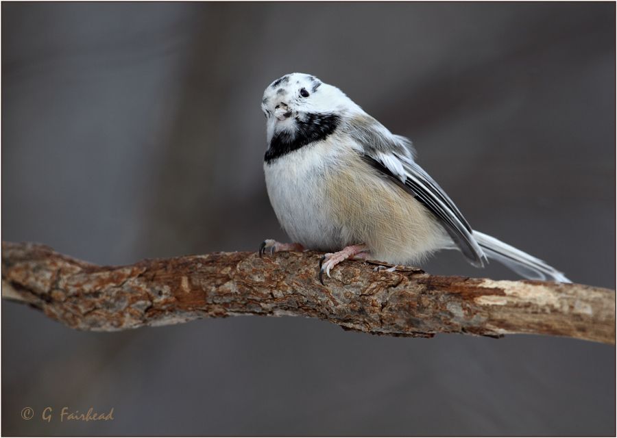 IMAGE: http://i13.photobucket.com/albums/a300/g2a/RBnewleucecopy.jpg