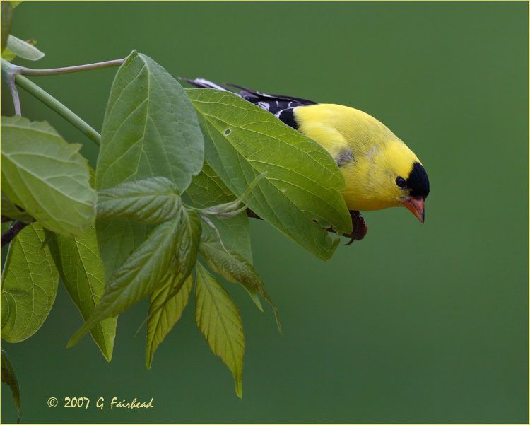 IMAGE: http://i13.photobucket.com/albums/a300/g2a/Redux.jpg