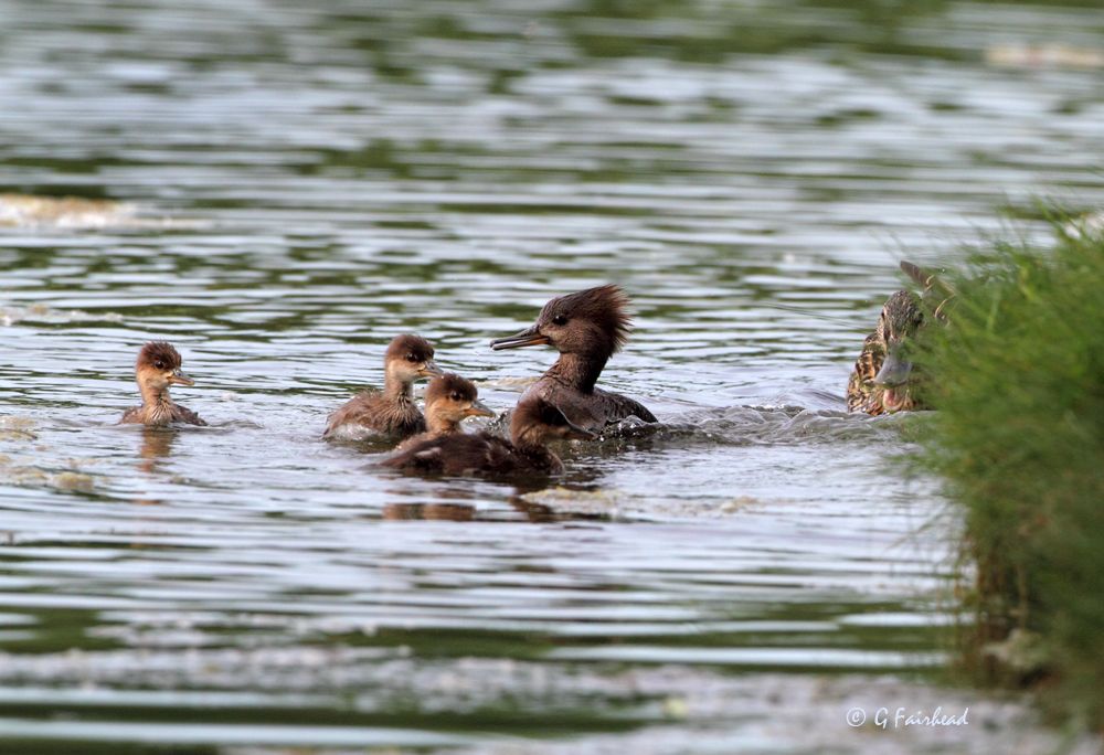 IMAGE: http://i13.photobucket.com/albums/a300/g2a/Runaway.jpg