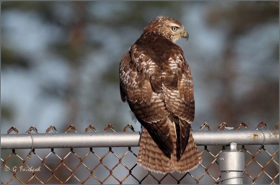 IMAGE: http://i13.photobucket.com/albums/a300/g2a/Rusty.jpg