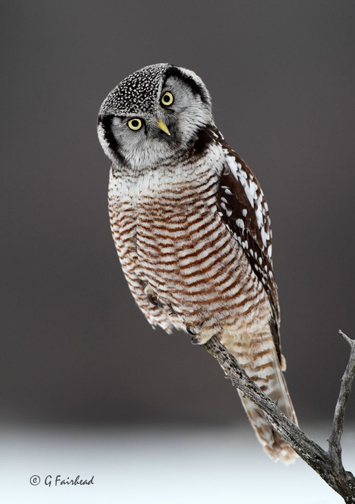 IMAGE: http://i13.photobucket.com/albums/a300/g2a/SideGlancecopy2_zps434768ac.jpg