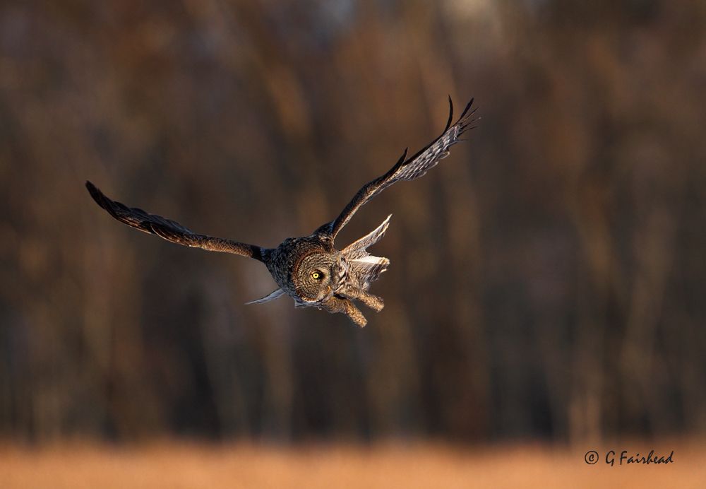 IMAGE: http://i13.photobucket.com/albums/a300/g2a/Sidehovercpy_zpscd79c0b4.jpg