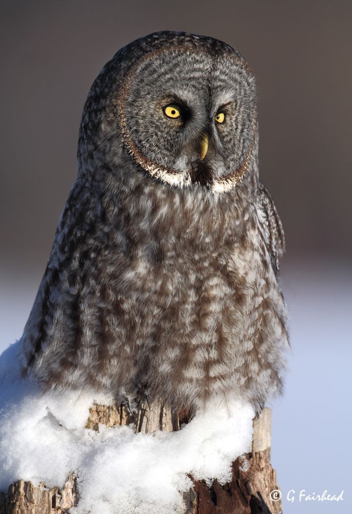 IMAGE: http://i13.photobucket.com/albums/a300/g2a/Snowpwrchcopy_zpsc4c5cfa6.jpg