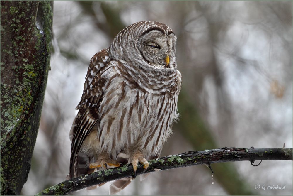 IMAGE: http://i13.photobucket.com/albums/a300/g2a/Stepcopy_zps284efb12.jpg