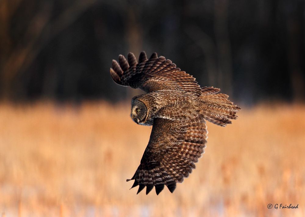 IMAGE: http://i13.photobucket.com/albums/a300/g2a/Sungrasscopy_zpse734c92b.jpg