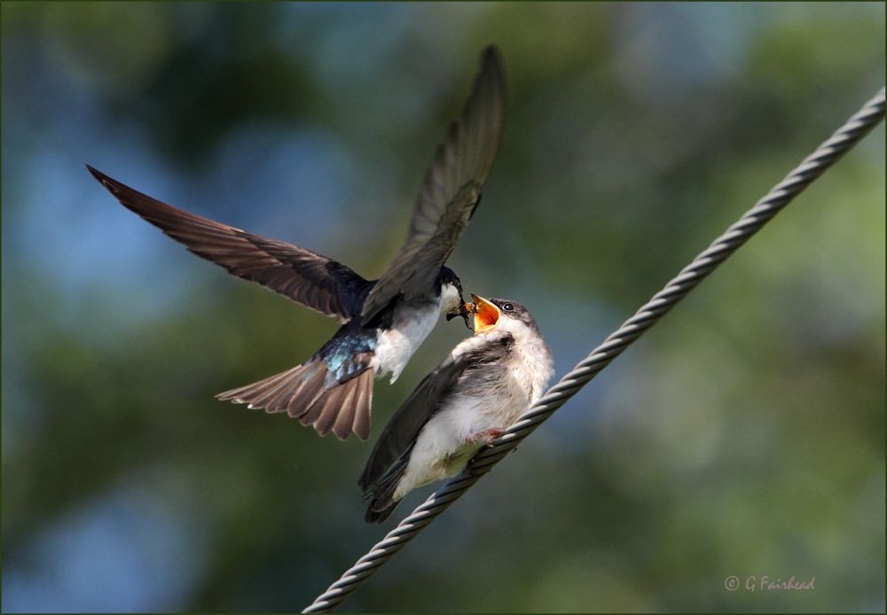 IMAGE: http://i13.photobucket.com/albums/a300/g2a/Swallowcopy2.jpg