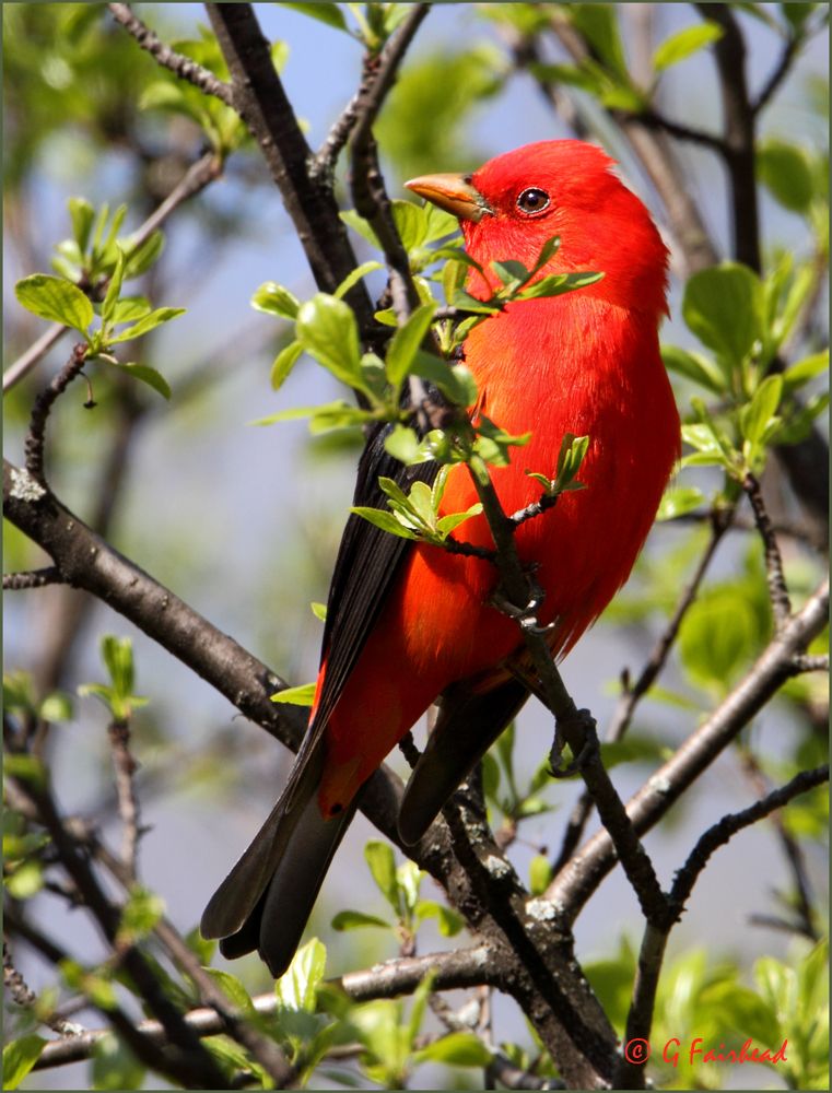 IMAGE: http://i13.photobucket.com/albums/a300/g2a/Tancopy.jpg