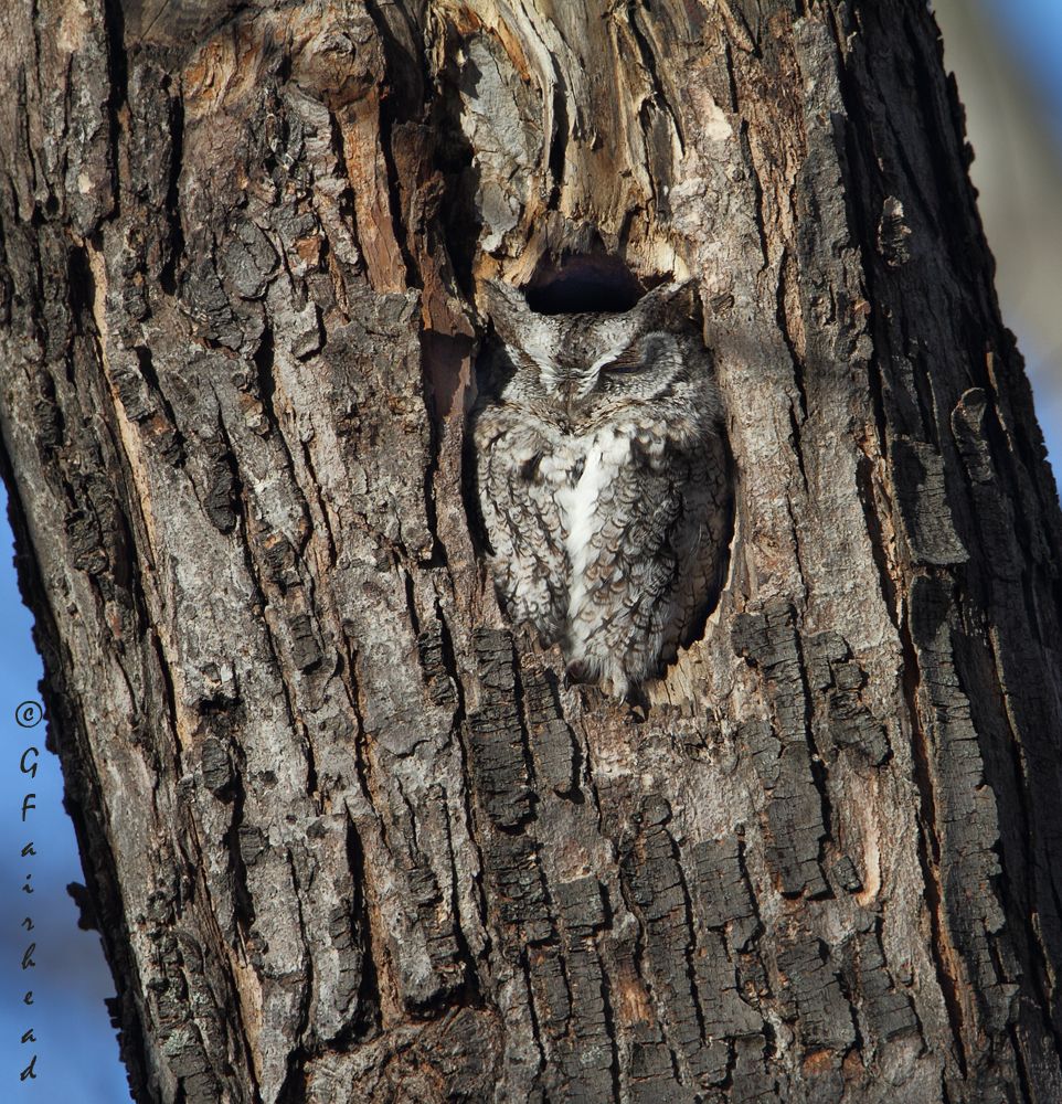 IMAGE: http://i13.photobucket.com/albums/a300/g2a/Texturescopy_zpsfea79c94.jpg