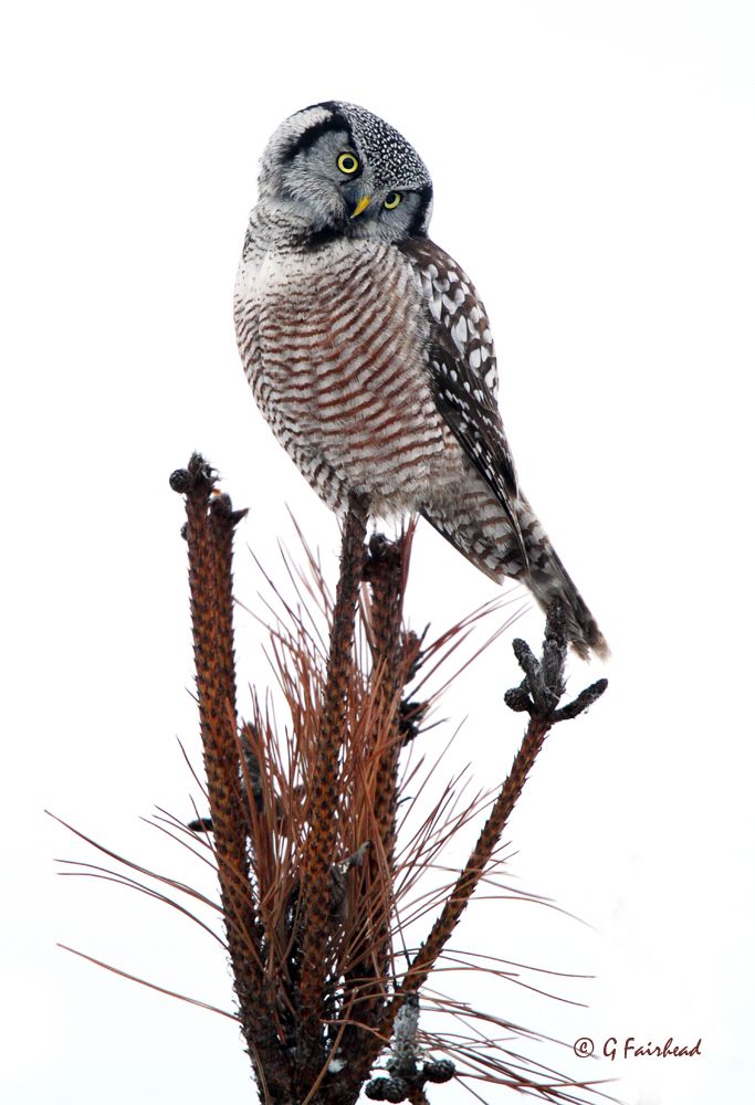 IMAGE: http://i13.photobucket.com/albums/a300/g2a/Top2copy_zps3ce6c216.jpg