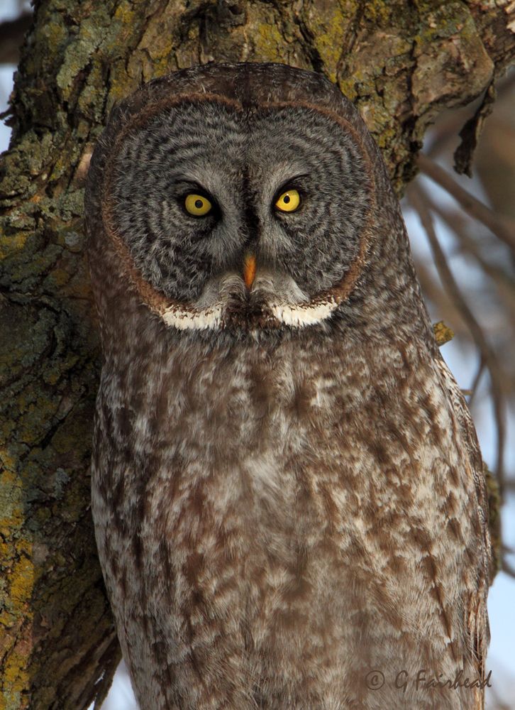 IMAGE: http://i13.photobucket.com/albums/a300/g2a/Vertcopy_zpsa691df64.jpg