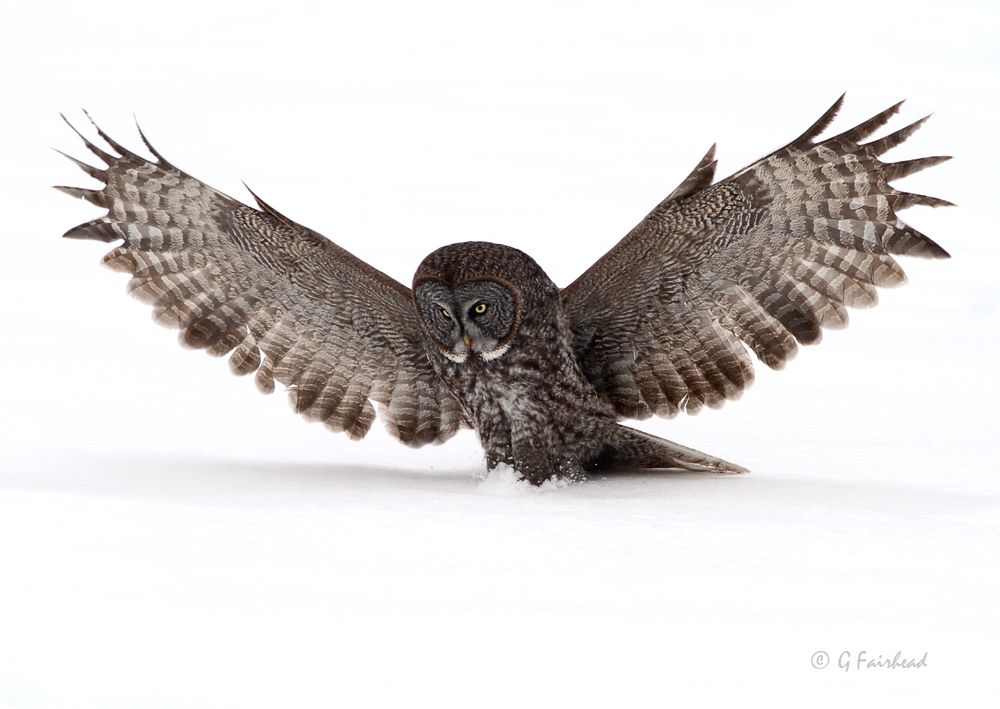 IMAGE: http://i13.photobucket.com/albums/a300/g2a/WWOpencopy_zps5c393bb3.jpg