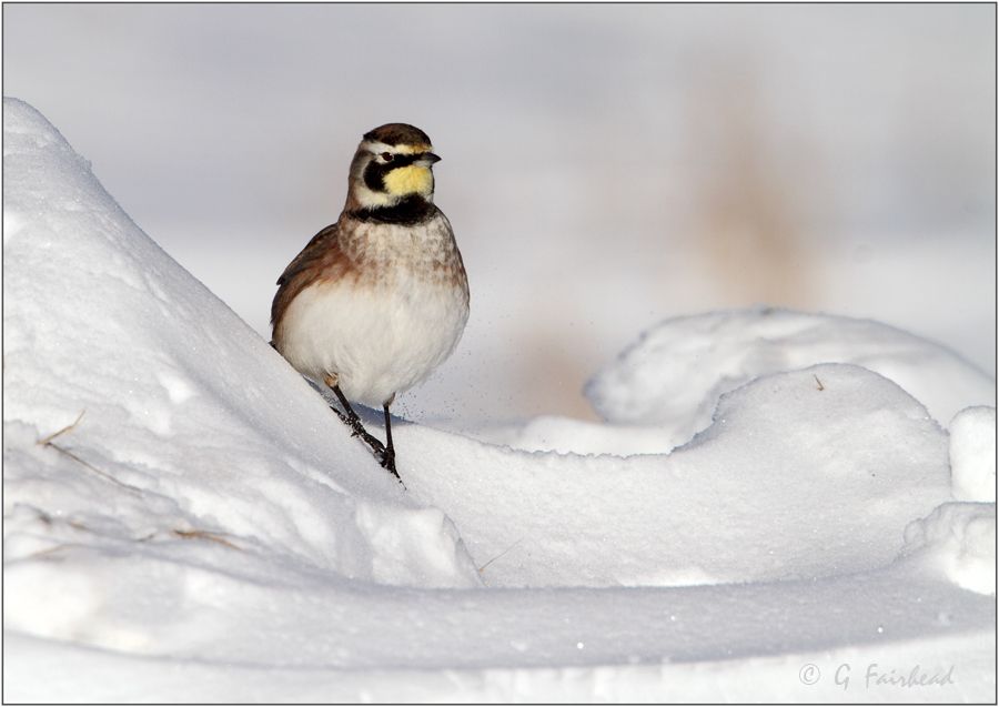 IMAGE: http://i13.photobucket.com/albums/a300/g2a/Winterlarkcopy.jpg