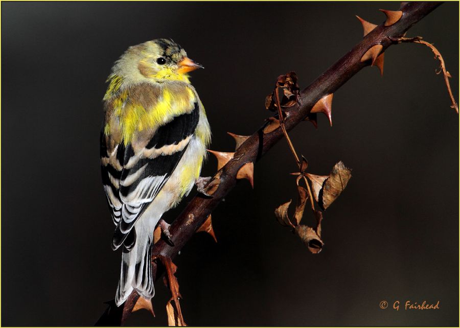 IMAGE: http://i13.photobucket.com/albums/a300/g2a/Yellowpointercopy.jpg