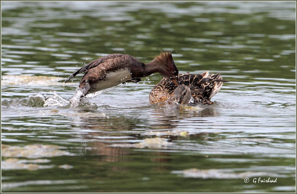 IMAGE: http://i13.photobucket.com/albums/a300/g2a/attackcopy.jpg