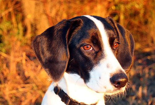 IMAGE: http://i13.photobucket.com/albums/a300/g2a/bailey8uk.jpg