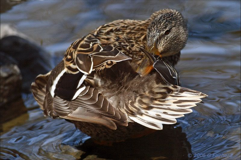 IMAGE: http://i13.photobucket.com/albums/a300/g2a/ballof-feather2.jpg