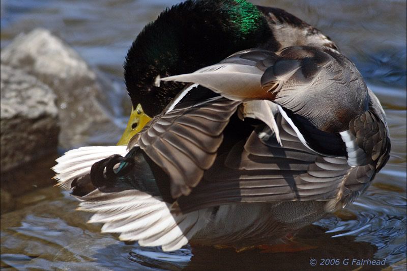 IMAGE: http://i13.photobucket.com/albums/a300/g2a/ballof-feathers.jpg