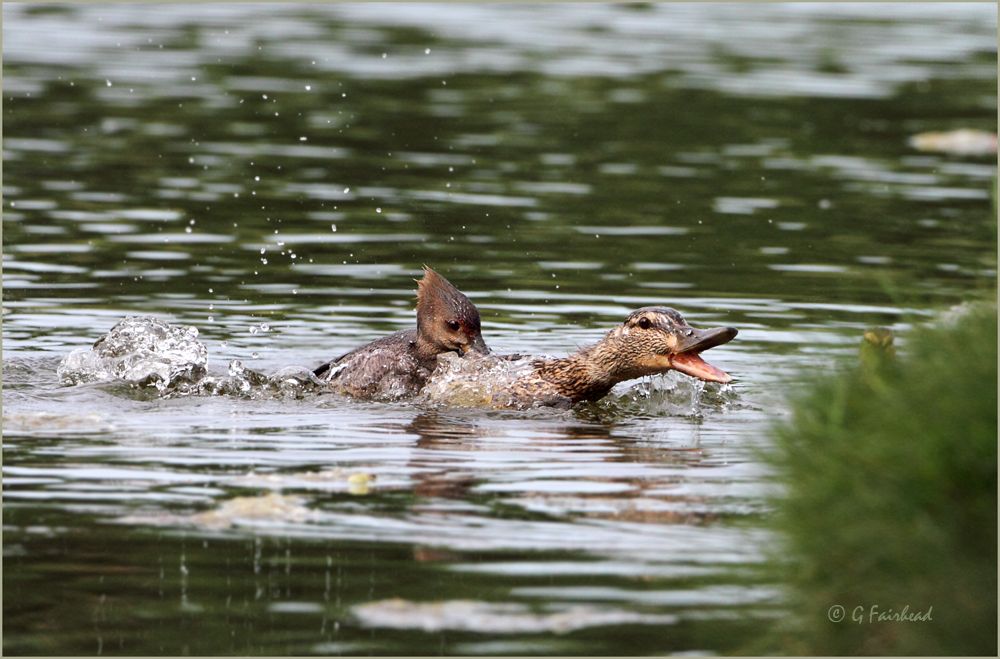 IMAGE: http://i13.photobucket.com/albums/a300/g2a/bitecopy.jpg