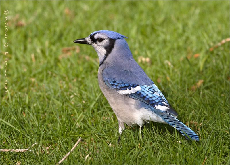 IMAGE: http://i13.photobucket.com/albums/a300/g2a/blueagain.jpg