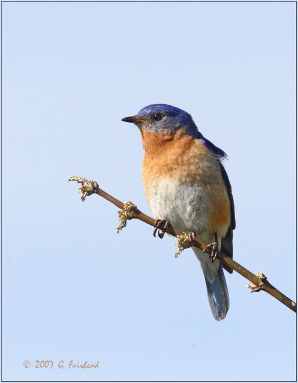 IMAGE: http://i13.photobucket.com/albums/a300/g2a/bluebird.jpg