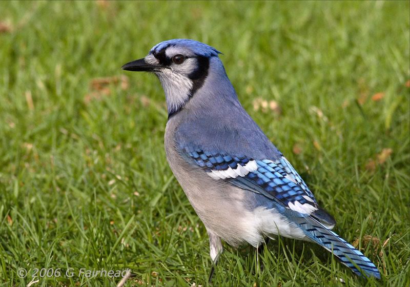 IMAGE: http://i13.photobucket.com/albums/a300/g2a/bluejay.jpg
