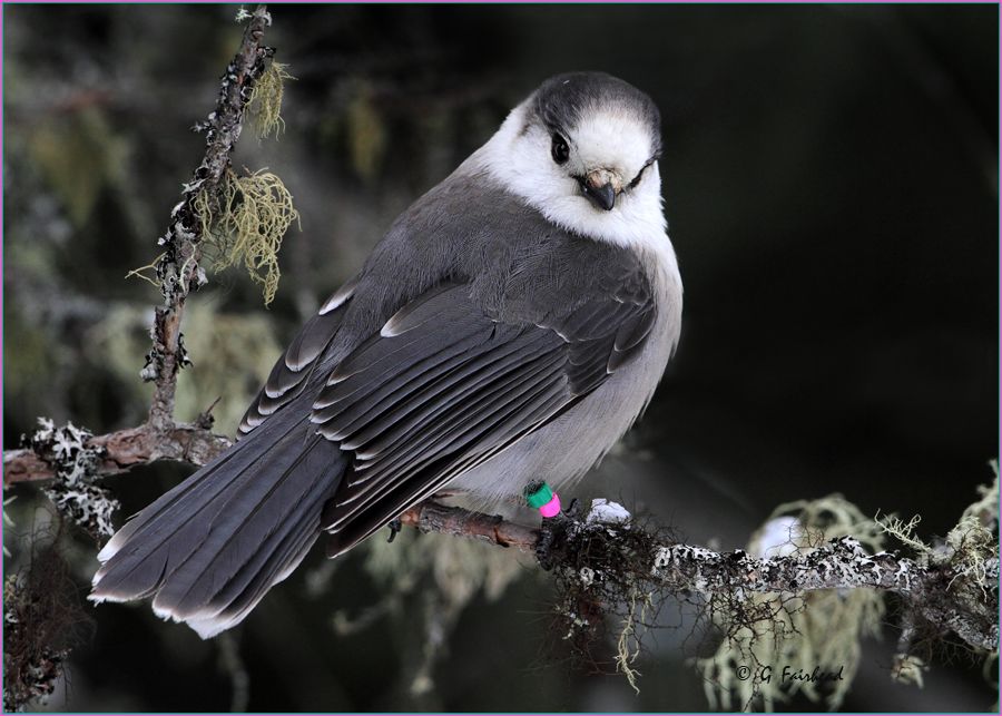 IMAGE: http://i13.photobucket.com/albums/a300/g2a/canadacopy-1.jpg