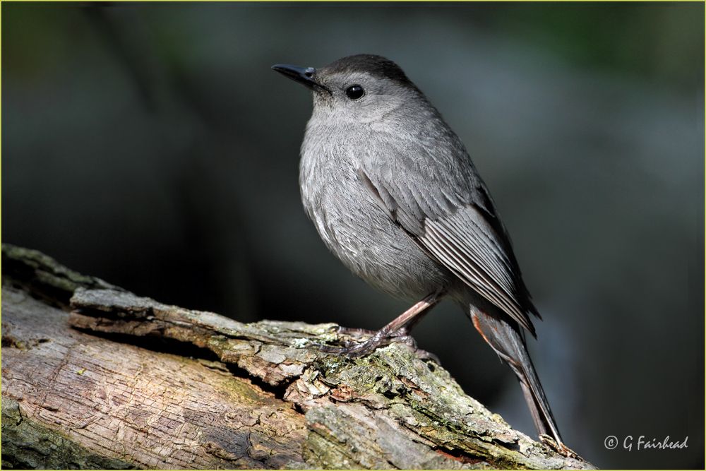 IMAGE: http://i13.photobucket.com/albums/a300/g2a/catcopy.jpg