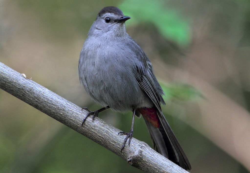 IMAGE: http://i13.photobucket.com/albums/a300/g2a/catt.jpg