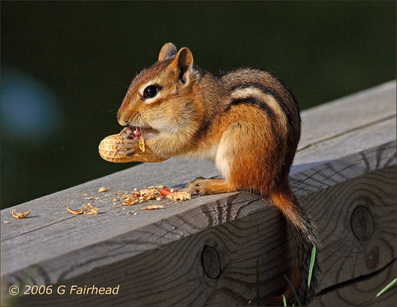 IMAGE: http://i13.photobucket.com/albums/a300/g2a/cmonk6.jpg