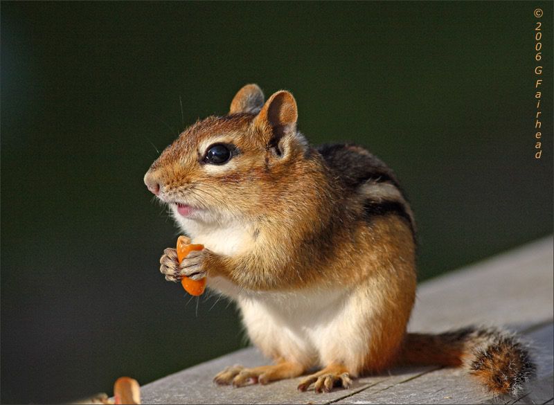 IMAGE: http://i13.photobucket.com/albums/a300/g2a/cmunk2.jpg