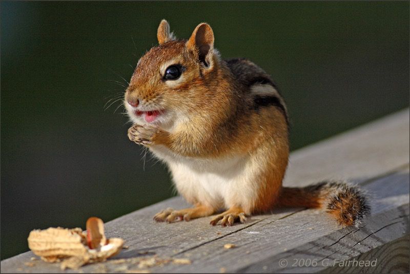 IMAGE: http://i13.photobucket.com/albums/a300/g2a/cmunkmouth.jpg