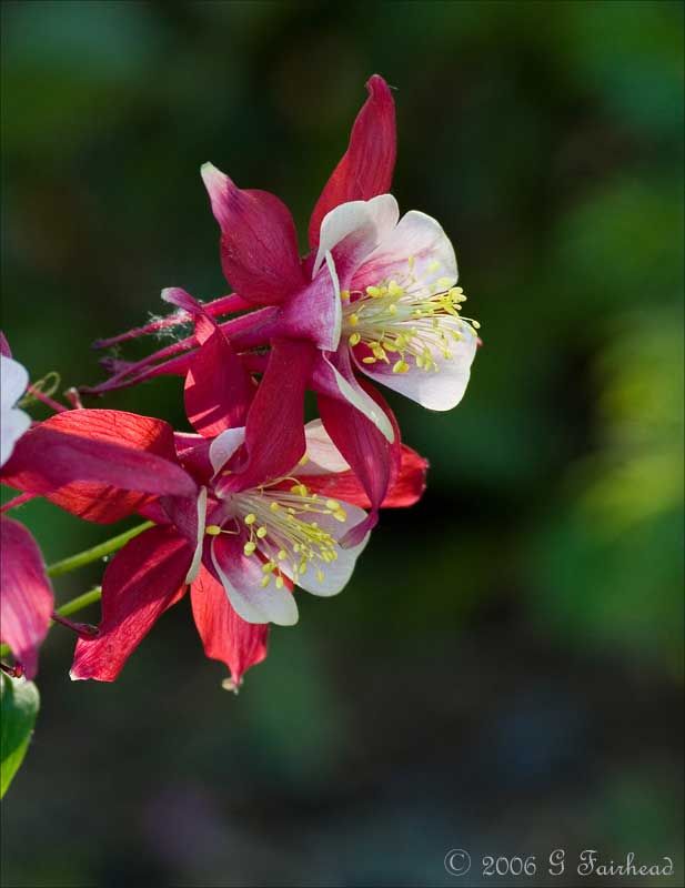 IMAGE: http://i13.photobucket.com/albums/a300/g2a/columlate.jpg