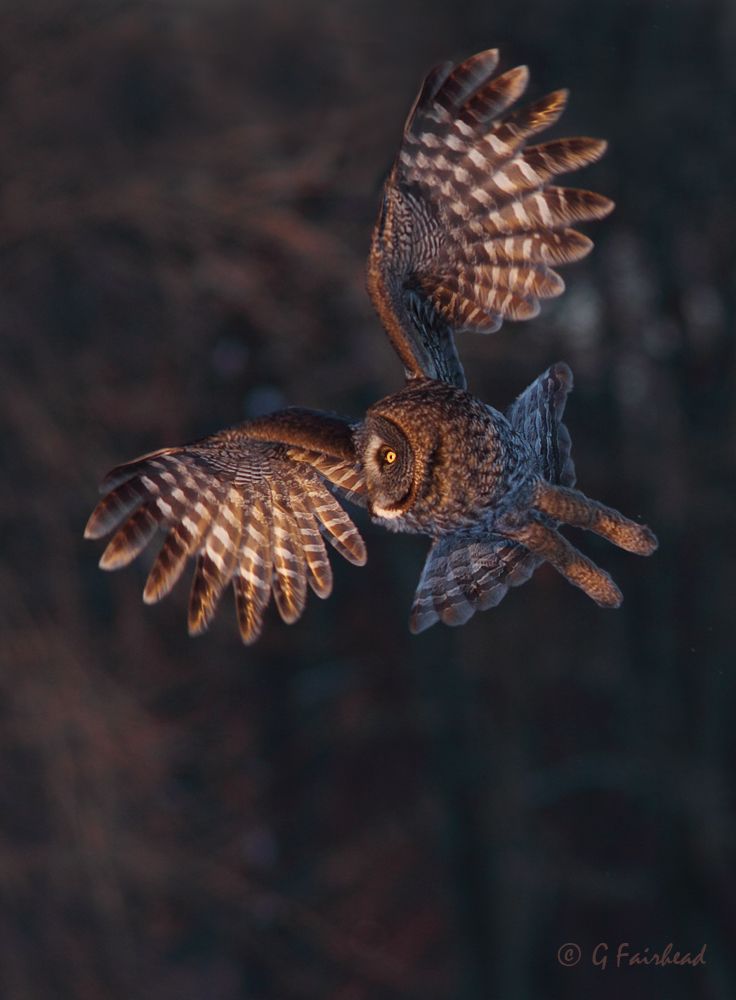 IMAGE: http://i13.photobucket.com/albums/a300/g2a/composition1copy_zpsab3d1dc7.jpg